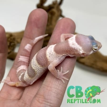 Snow Albino Leopard gecko for sale