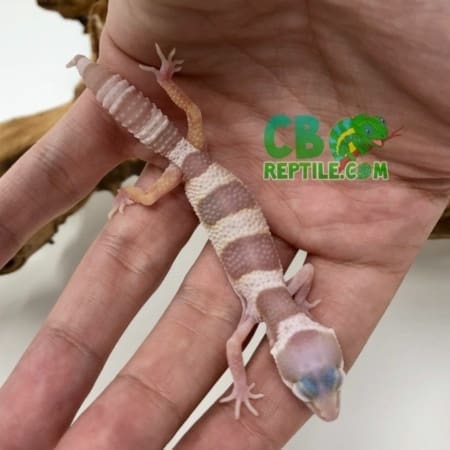 Snow Albino Leopard gecko