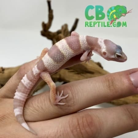 Snow Albino Leopard gecko for sale