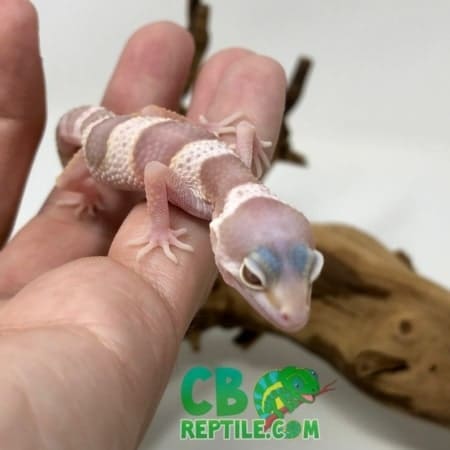 Baby Snow Albino Leopard gecko