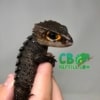 baby Tribolonotus gracilis
