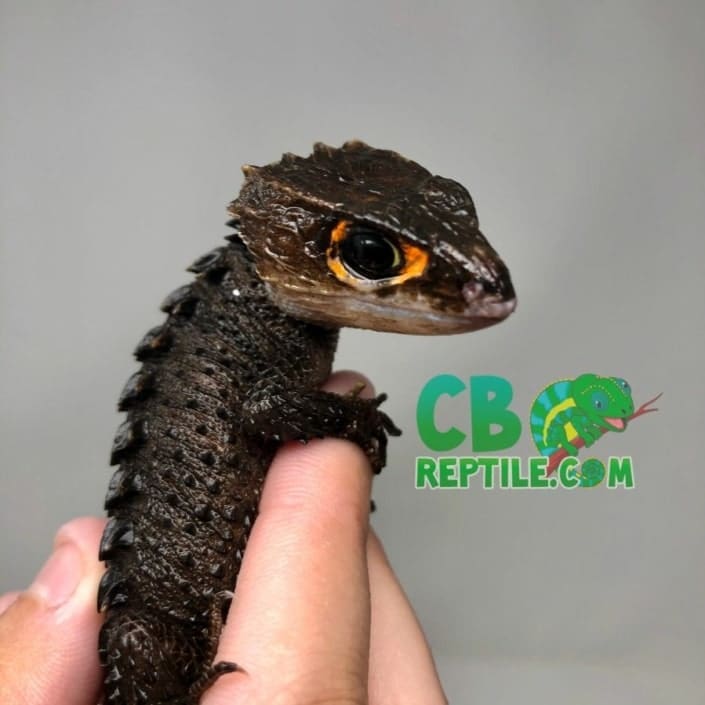 Red eyed crocodile skink for sale | baby crocodile skinks ...