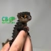 baby Tribolonotus gracilis for sale