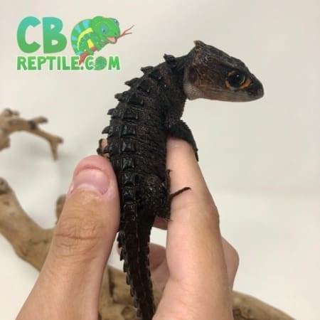 Tribolonotus gracilis for sale
