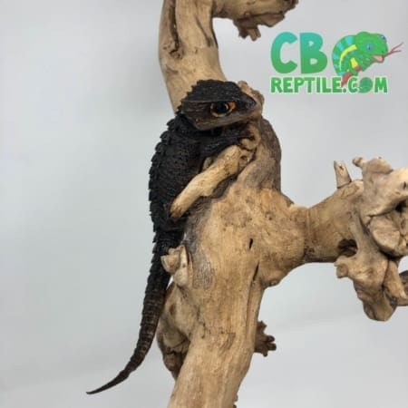 Tribolonotus gracilis for sale