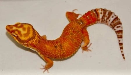 Firewater Leopard gecko - Image 3