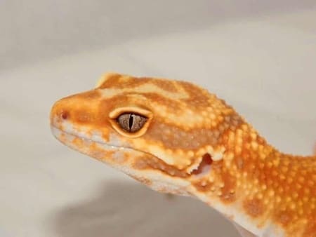 Firewater Leopard gecko - Image 4