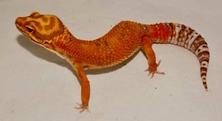 Firewater Leopard gecko - Image 5