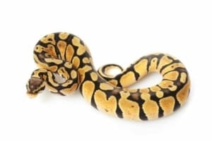 Pastel ball python for sale