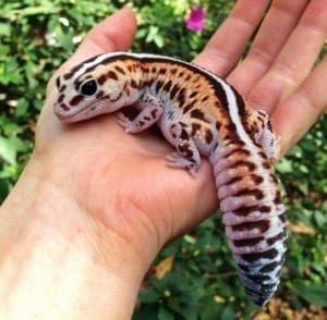 african fat tailed gecko