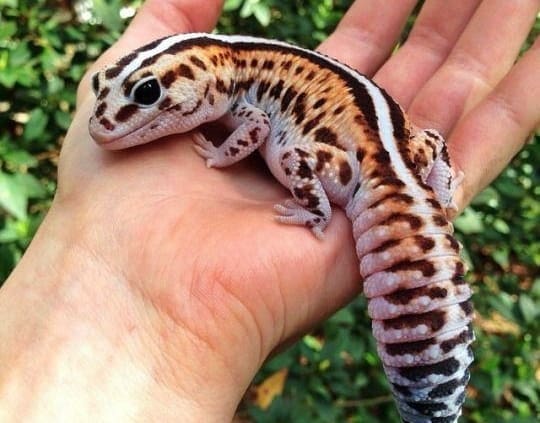 african fat tailed gecko