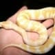 albino ball python