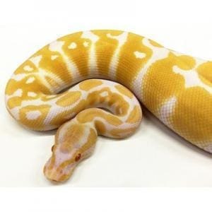 albino ball python breeder