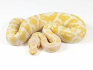 albino ball python