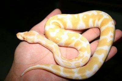 albino ball python