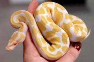 albino ball pythons for sale