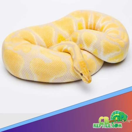albino pastel ball python