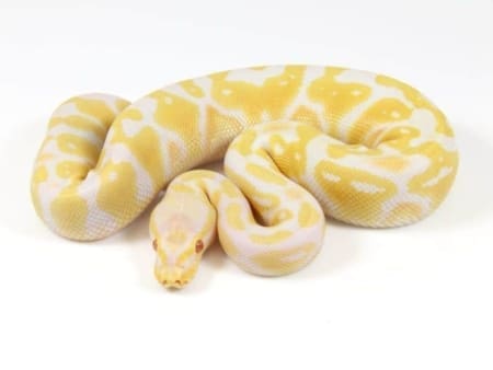 albino pastel ball python