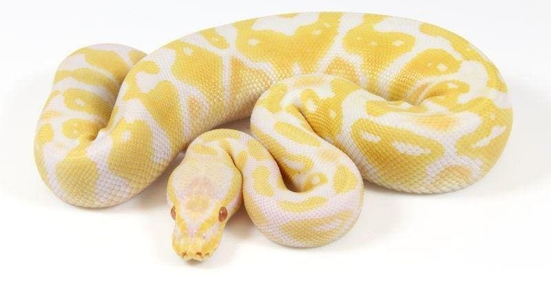 albino pastel ball python