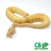 Albino pin stripe ball python