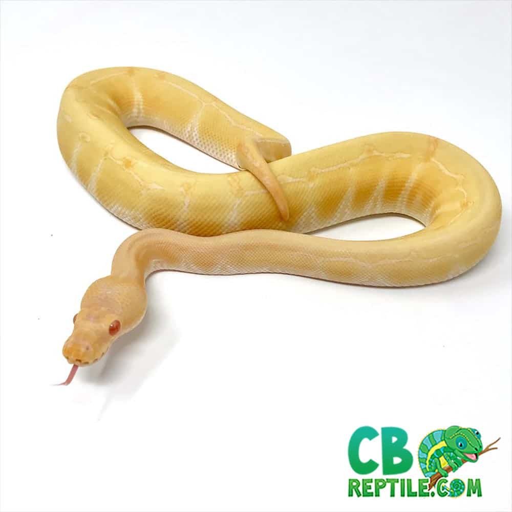 Albino pinstripe ball python cost