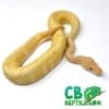 Albino pin stripe ball pythons for sale