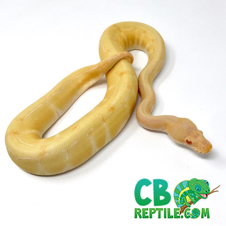 Albino pinstripe ball pythons