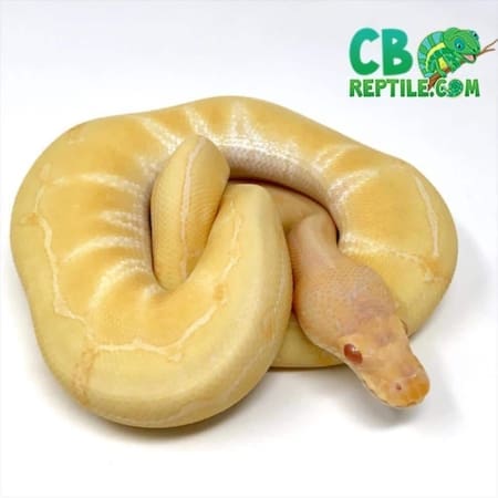 albino pinstripe ball python