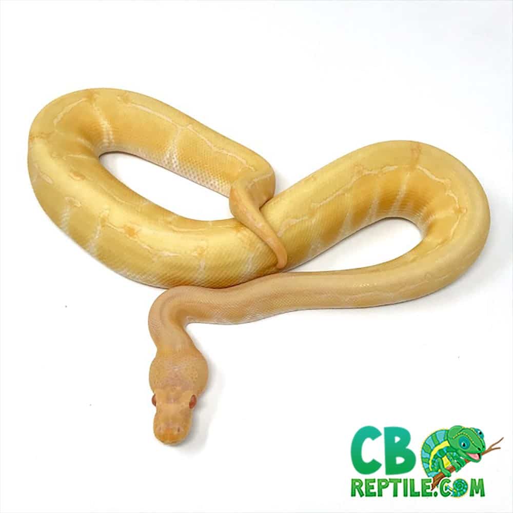 albino pinstripe ball pythons for sale