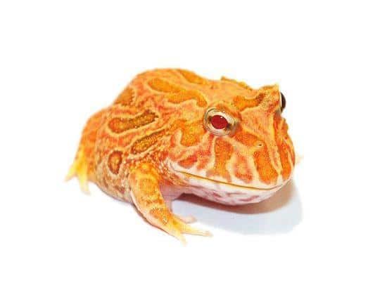 apricot-pacman-frog-for-sale apricot pacman frog for sale