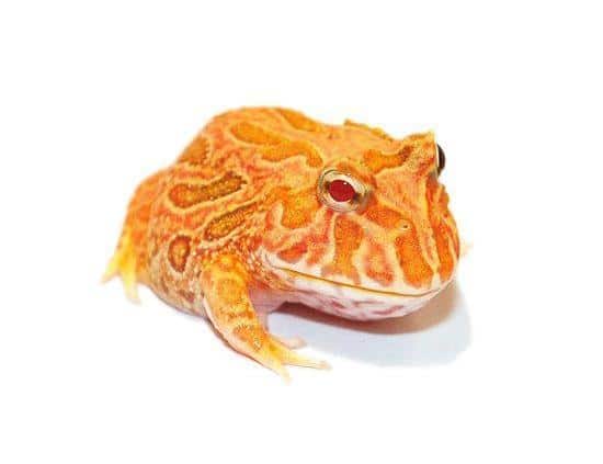 apricot pacman frog for sale