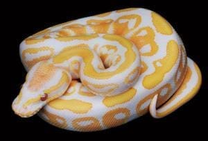 albino pastel ball python for sale