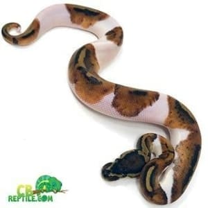 baby ball python