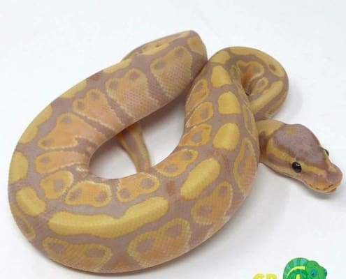 baby banana ball python