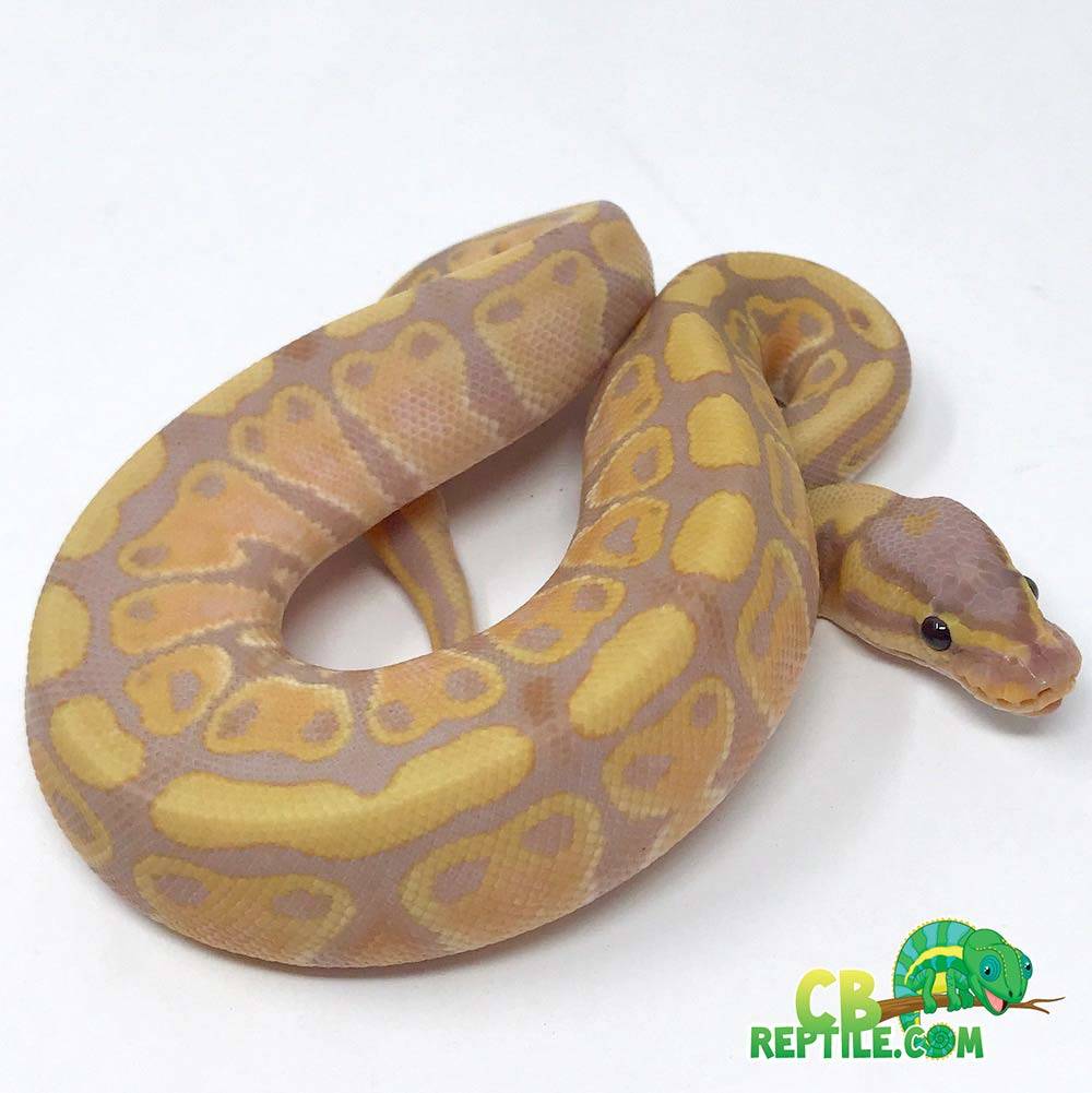 baby banana ball python