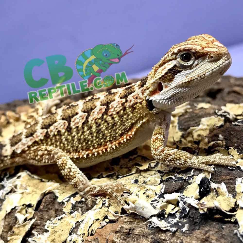 A Beginner's Guide to Bearded Dragon Colors & Morphs – Dragon's Diet