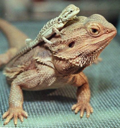 Thought differently, Adult bearded dragons for sale Question interesting, Adult bearded dragons for sale consider