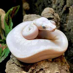 baby blue eyed leucistic ball python