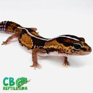 African fat tailed geckos for sale