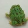 baby pacman frog for sale