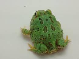 baby pacman frog for sale