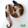 baby piebald python