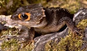 baby red eye crocodile skink