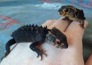 baby red eyed crocodile skink for sale