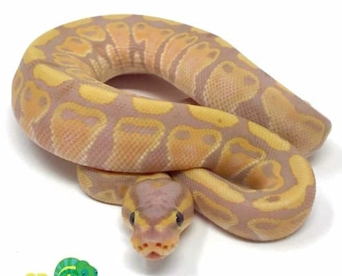 ball python for sale