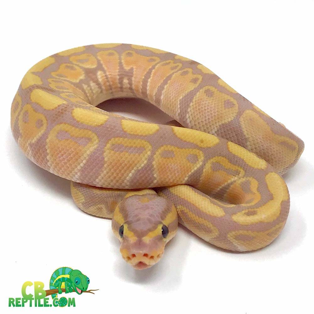 Banana Ball Python For Sale Online | Banana Ball Pythons For Sale