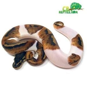 ball pythons for sale