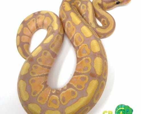 banana ball python