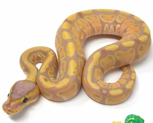 banana ball python for sale