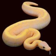 banana ball python for sale